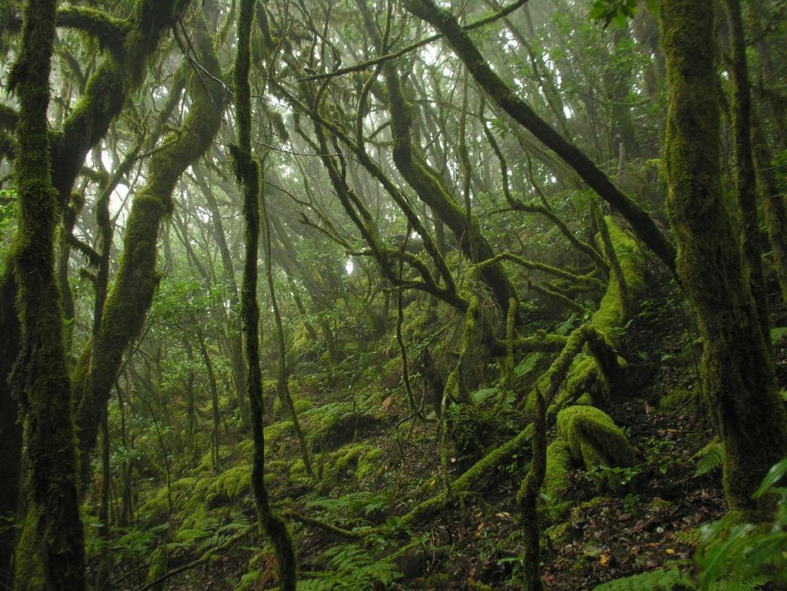 Santa Cruz De Tenerife Toscal Екстериор снимка
